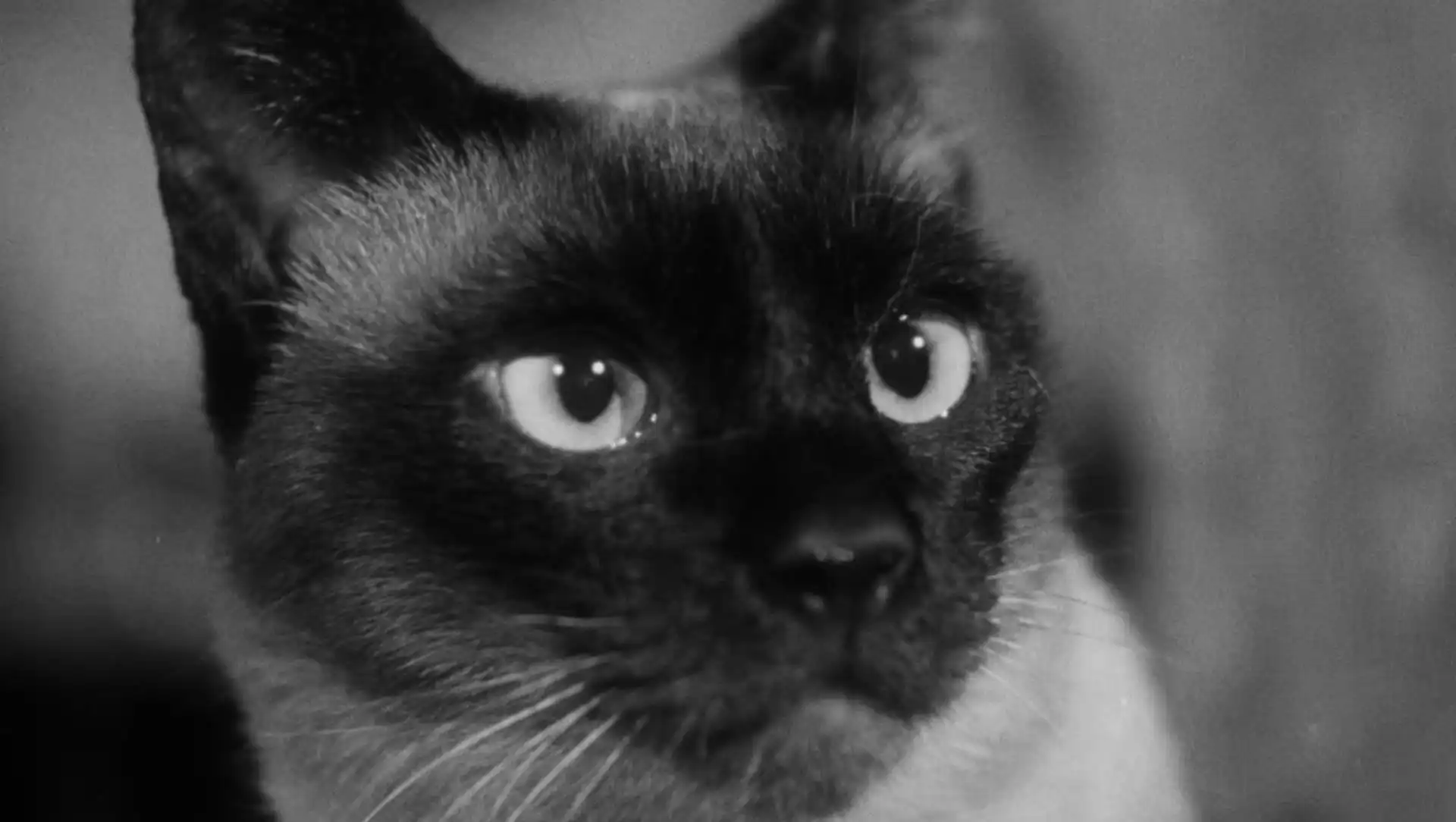 FAMU History: Filmařky 50.-60. léta (kinolektorát)