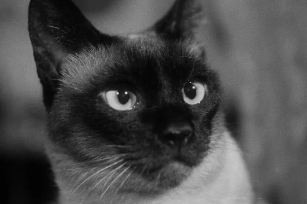 FAMU History: Filmařky 50.-60. léta (kinolektorát)